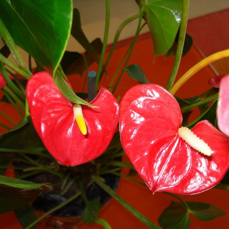 Anthurium(mihaela)